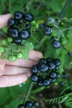 Garden Huckleberry - Solanum melanocerasum - 40+ Seeds - So 032 - £2.33 GBP