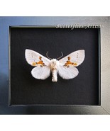Rare White Prominent Leucodonta Bicoloria Real Moth Framed Entomology Sh... - $1,303.64 MXN