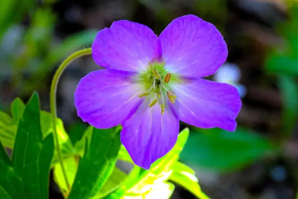 Top Seller 10 Oregon Geranium Oreganum Cranesbill Purple Native Flower Herb Seed - £12.23 GBP