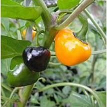 Golden Nugget Hot Peppers Seeds Gardening Easy Grow USA SHIPPING - $5.60