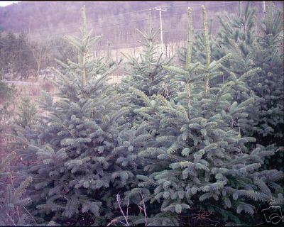 Picea Pungens Glauca Colorado Blue Spruce 5 seeds Fresh Gardening - $17.96