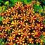100 Seeds! French Marigold COURT JESTER Harlequin Tall Beneficial Plant Non-GMO - $12.00