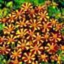 100 Seeds! French Marigold COURT JESTER Harlequin Tall Beneficial Plant Non-GMO - £9.59 GBP