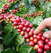 ArfanJaya 5_Seeds Coffea arabica Chandragiri - £14.54 GBP