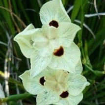 30 White African Iris Dietes Moraea Drought And Frost Hardy Perennial Flower See - £7.57 GBP