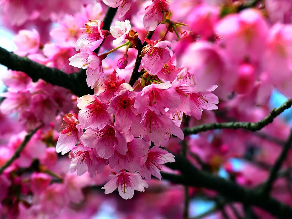 SYST 5 Seeds Japanese Sakura Cherry Blossom Tree Prunus Sargentii Flower... - $18.85