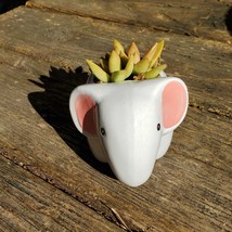 Elephant Planter & Succulent, 4" grey ceramic animal, Golden Glow Sedum Adolphi  image 6
