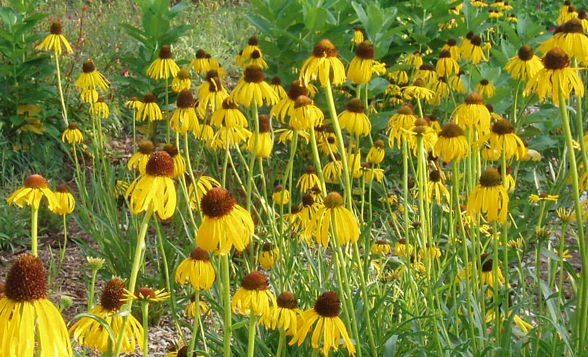 Coneflower Prairie Likes It Dry Yellow Flower 300 Seeds - £6.66 GBP
