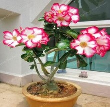 1PC Desert Rose Seeds White Flowers with Rose Pink Edge Big Blooms Single Petals - £4.37 GBP