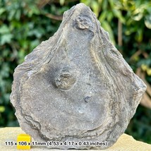 Rare giant oyster fossil from dorset: british collection for stunning display! - $10.99