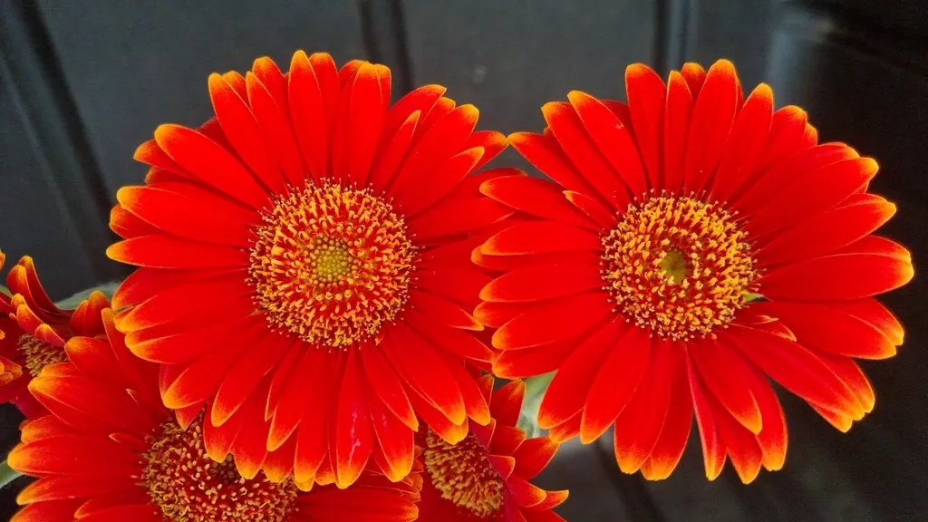 200 Red &amp; Yellow Gerbera Daisy Seeds Planting USA Shipping - $9.96