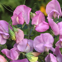 Royal Lavender Sweet Pea Seeds 10 200 Seeds USA Seller - $4.78