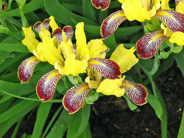 FROM US 10 Seeds Iris Variegata Hungarian Iris GV18 - £24.38 GBP