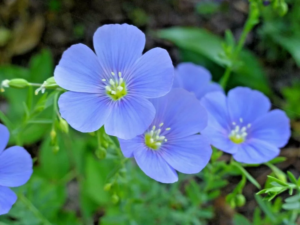 1000 BLUE FLAX Seed Native Wildflower Perennial Summer Garden - $3.59