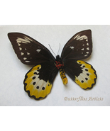 Ornithoptera Goliath Samson Huge Birdwing Butterfly Framed Entomology Shadowbox - $118.99