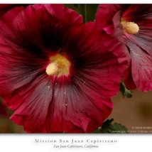 New Fresh Seeds 35 Old Fashioned Giant Scarlet Red Hollyhock Flower Seed... - $26.28