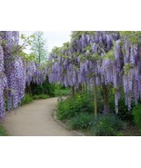 SEPTH Wisteria Sinensis 6 Seeds Fragrant Hardy Chinese Climber Vine Bons... - $10.87