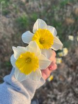 25 ICE FOLLIES DAFFODIL bulbs image 2