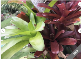 Fireball pack Neoregelia Bromeliad Mature plant Organic No Pesticides. A... - $507.48 MXN+