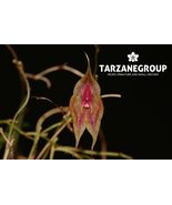 LEPANTHES VICTORGONZALEZII MINIATURE ORCHID MOUNTED - $89.00