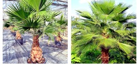 Mexican Fan Palm Tree 10 Seeds (Washingtonia robusta) Tropical Cold Hardy Plant - £15.97 GBP