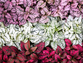 10 Dwarf Mixed Colors Polka Dot Plant Red Pink White Rose Hypoestes Flower Seeds - £7.81 GBP