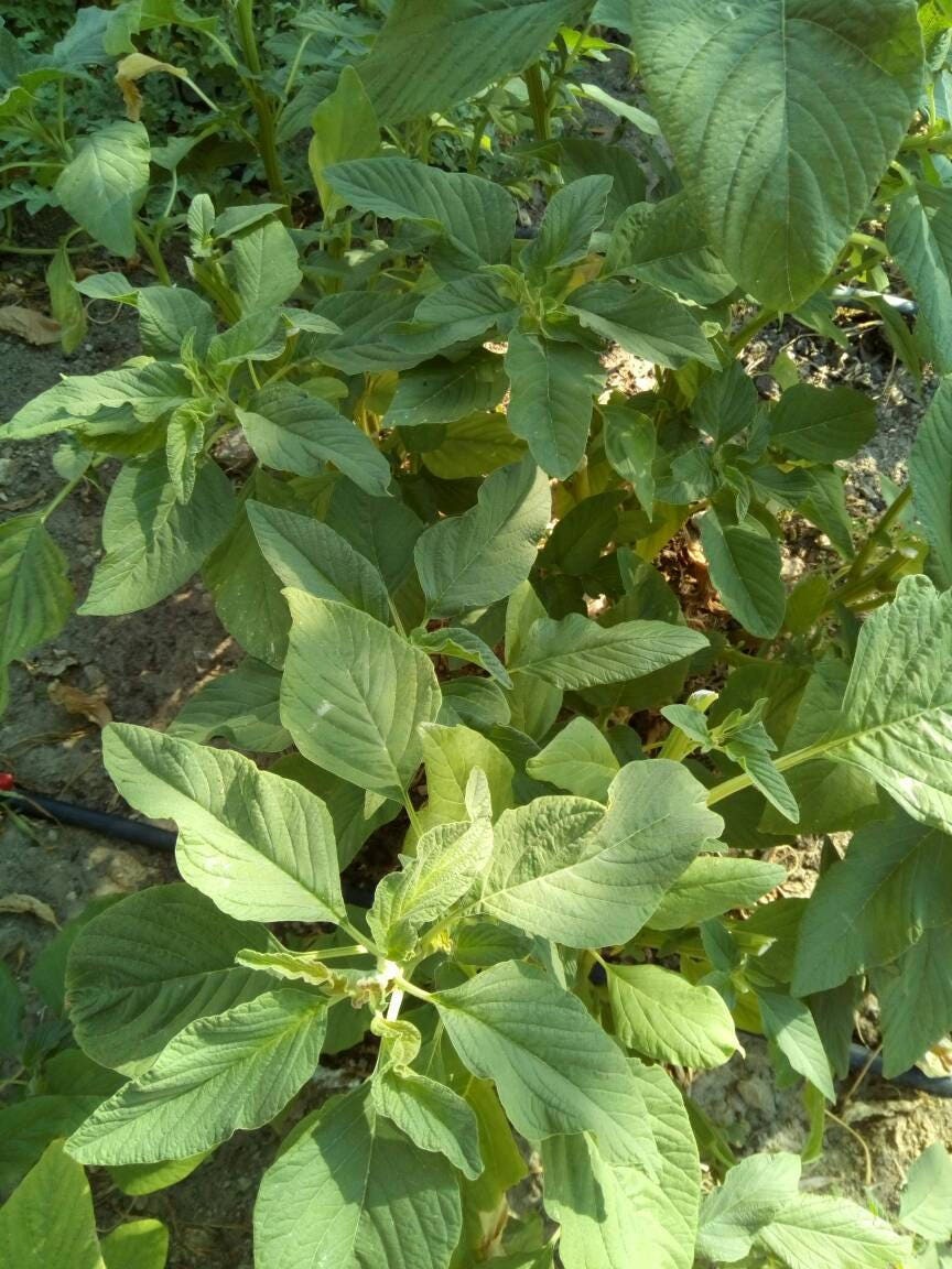Vlito seeds - 100 seeds - code 137 Item image 2