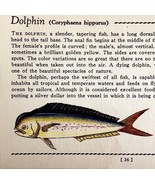 Dolphin Fish 1939 Salt Water Fish Gordon Ertz Color Plate Print Antique ... - $41.01 CAD
