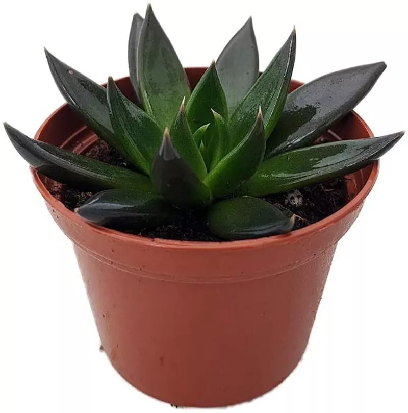Live Plant 2.5&quot; Pot Echeveria Rose Black Knights Mexican Great Succulent Indoors - £29.89 GBP