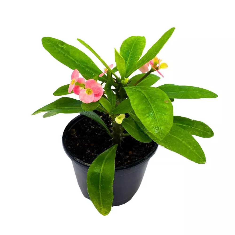 Crown of Thorns a 5 in Pot Flowering Euphorbia Milii - $40.62