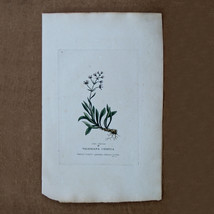 Edwards Botanical Print Engraving 1800s Plate 27 Valeriana Celtica 02698 - £15.56 GBP