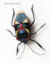 Man Face Bug Catacanthus Nigripes Real Beetle Entomology Collectible Shadowbox - £38.53 GBP