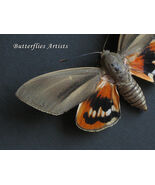 Real Palm Tree Moth Castnia Paysandisia Archon RARE Framed Entomology Sh... - $2,733.08 MXN