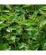 Stinging Nettle Seeds (Urtica dioica) 150+ Rare Medicinal Herb Seeds - €8,57 EUR