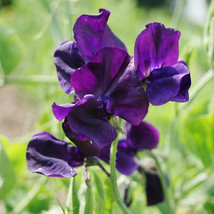 Blue Royal Sweet Pea 20 Seeds Flora Norton Lathyrus Odoratus Flower Garden - $13.79