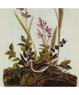 Field Sparrow Bird 1946 Color Art Print John James Audubon Nature DWV2D - $42.03 CAD