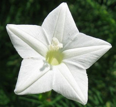 5 White Cypress Vine Seeds-1194A - $2.98