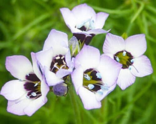 Bird&#39;S Eyes Seeds 500 Seeds  - $6.00