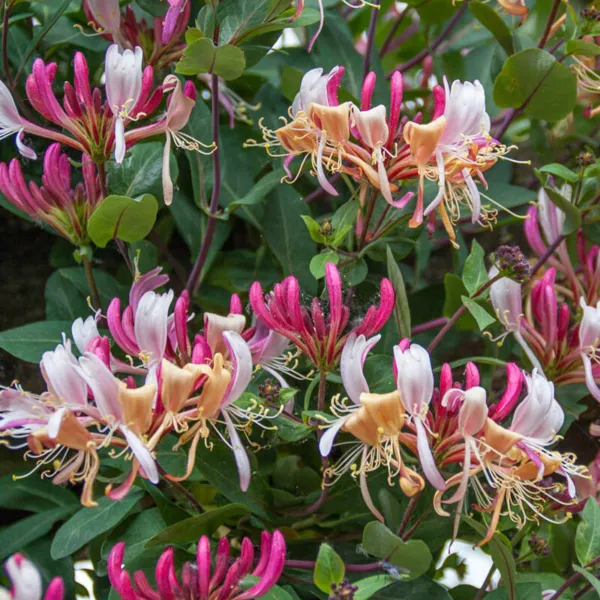 Serotina Belgica Honeysuckle Vine Plant Late Dutch Lonicera Hummingbird ... - £35.88 GBP