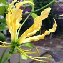 USA SELLER Gloriosa Superba Lutea Flame Or Climbing Lily 10 Seeds Free Shipping - $17.60