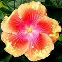 20 Pink Yellow Hibiscus Seeds Flowers Flower Seed Bloom 486 Fresh Seeds Gardenin - $13.50