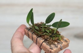 BULBOPHYLLUM PARDALOTUM SMALL ORCHID MOUNTED - $33.00
