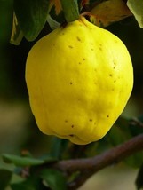 1 year old Cydonia Provence Quince plant, 12-18” plant Dormant - £29.38 GBP