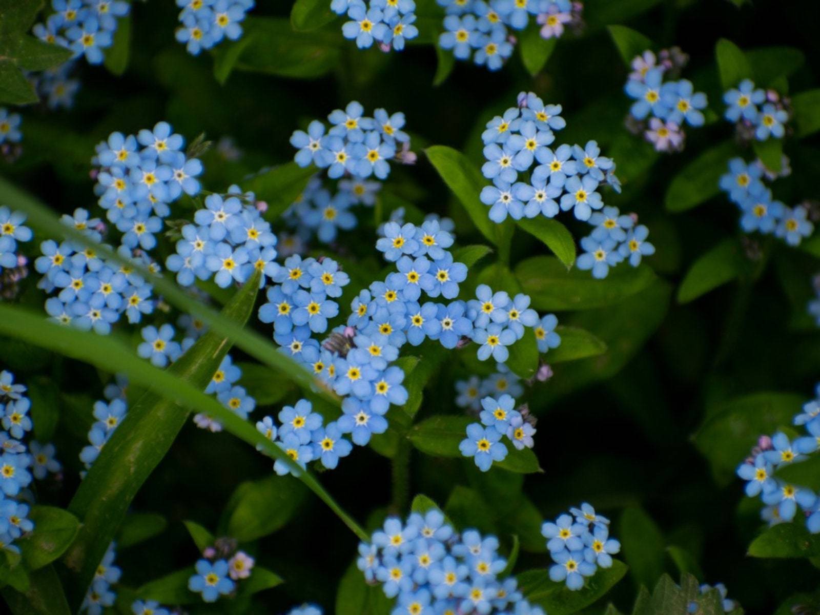 Forget me not flower seeds- 25 seeds - myosotis mix seeds- code 401 Item image 6