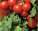 Tomato Large Cherry Red 50 Seeds  - £5.52 GBP