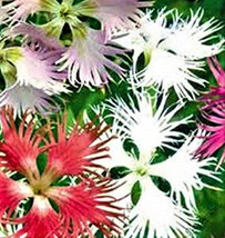 Guashi Store Beautiful Fringed Assorted Flower Seeds 200 Seeds Fast Shipping - $7.99