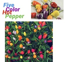 BEST 25+Seeds Five Color Chili Pepper Rainbow Chili Seeds   Green Eggplant Seeds - $6.67