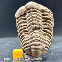 RARE: Diacalymene Fossil Trilobite – Ordovician, Ktaoua Formation, Moroc... - $22.11