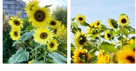 Sunflower Seeds - Lemon Queen Sunflower Seeds - Gardening - £13.66 GBP+