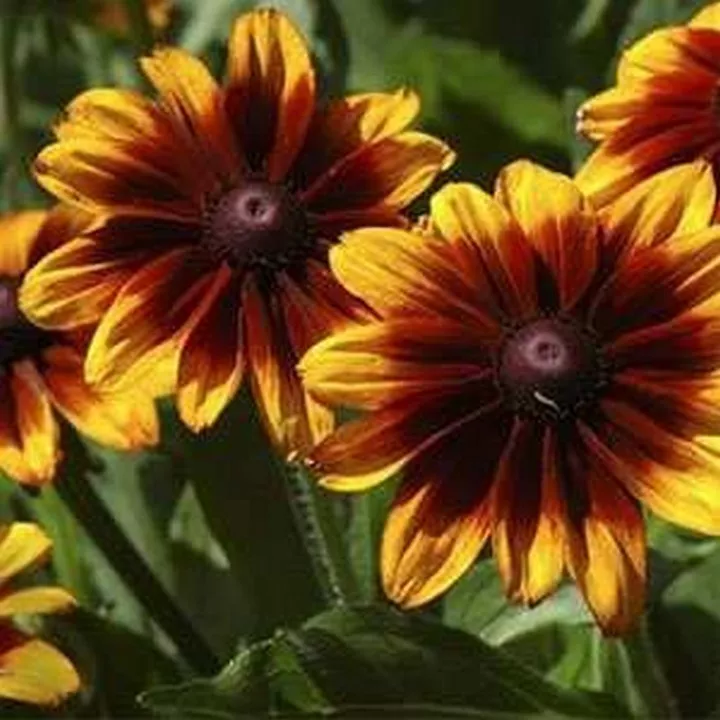 Fresh New Rudbeckia Hirta Autumn Forest 100 Seeds - $10.40